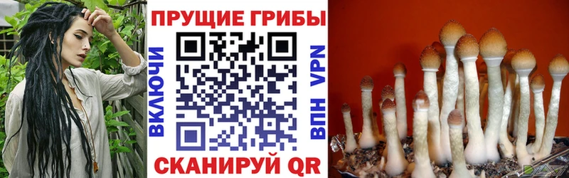 нарко площадка наркотические препараты  Певек  Псилоцибиновые грибы Cubensis  купить  